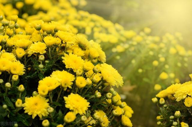 花中君子菊花的栽培，来看看菊花的习性及繁殖方法