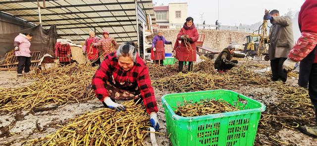 铜梁：冬日天气暖洋洋 藤菜基地育苗忙