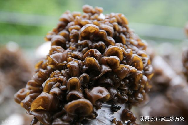 木耳怎么种植？通过这9个方面的学习让木耳种植不再困难