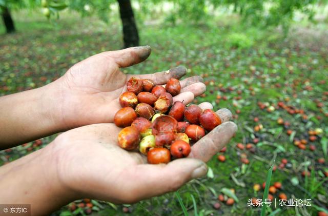 枣树苗批发价格在多少钱一棵？记住这6招种植当年就能挂果！