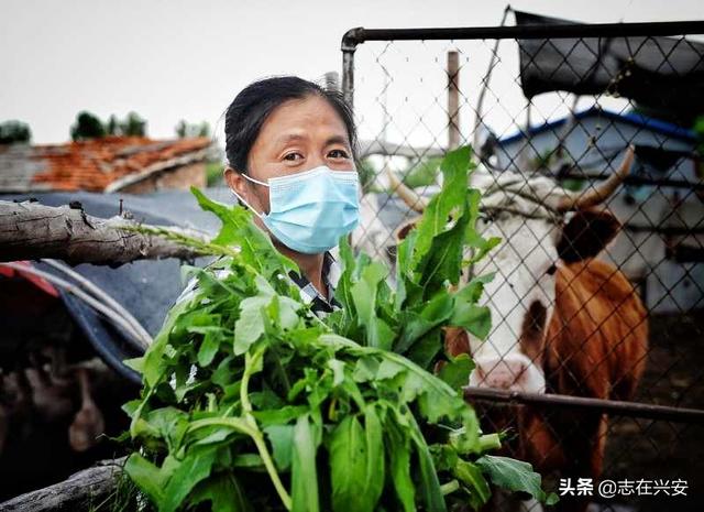 忠信村贫困户牵牛放鹅踏上小康路