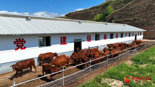 庄浪：种养循环“牛”劲足