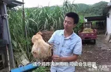 这只竹鼠好像中暑了？不如我们把它……