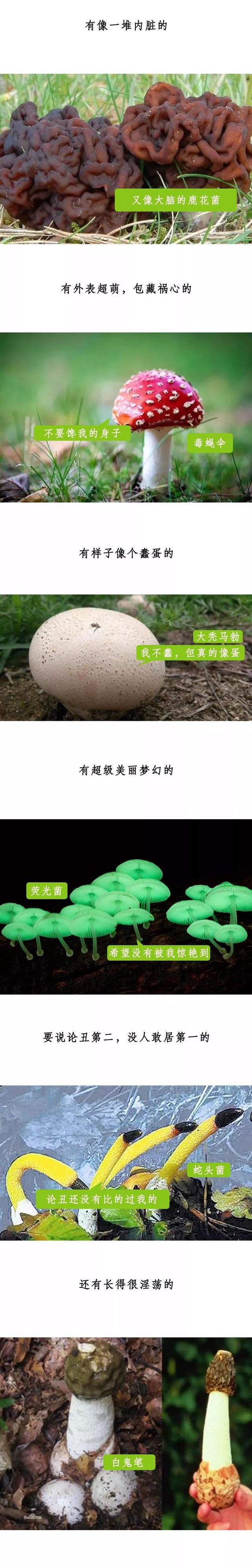 种植菌菇，怎样才能赚到钱？