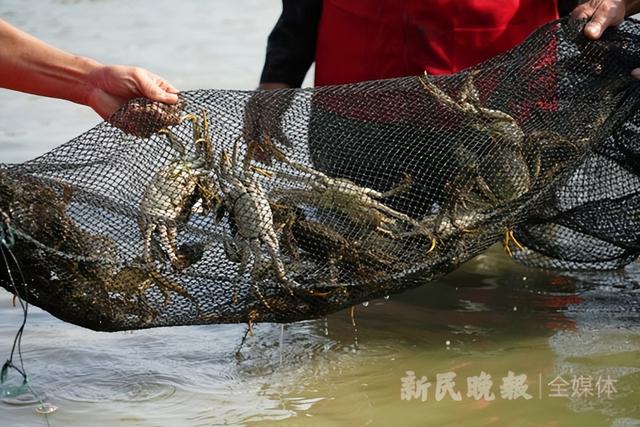 9两多的蟹你见过吗？黄浦江大闸蟹正式开捕，今年规格产量堪称十年之最