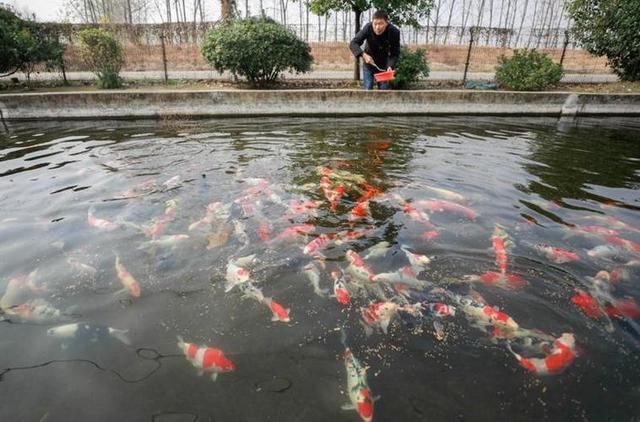 观音岩水库竟然沦为养殖场，每年繁殖数万条红白锦鲤，价值上亿元