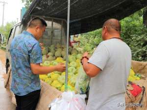 面瓜种植(农民种植一