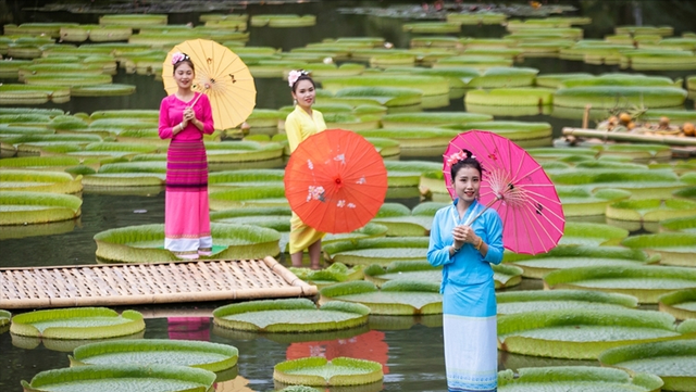 庭院设计师精心总结的15种适合庭院水池栽种的水生植物，建议收藏