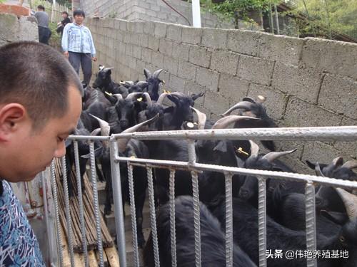 农村饲养黑山羊，做好“五个净”，羊儿肯定养得漂亮！