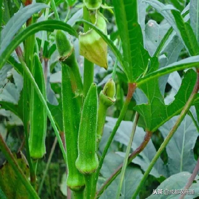 黄秋葵的种植方法，你学到了吗？