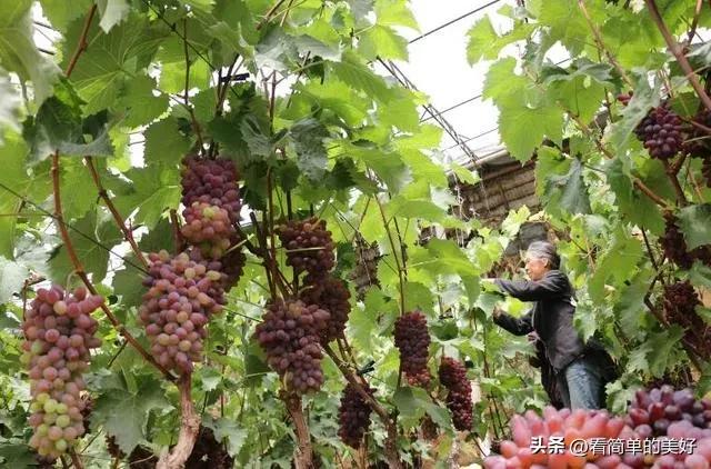 在农村葡萄大棚种植如何栽培和提高产量