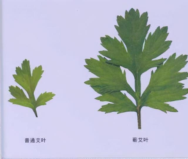 你老家有地丢荒了实在不愿意种，不妨考虑一下这种植物