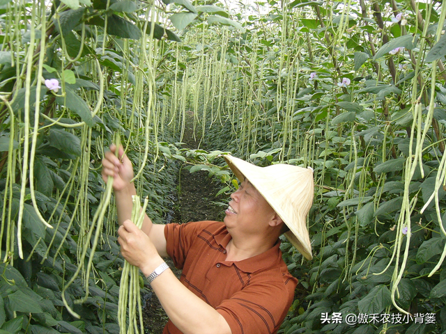 春季豆角怎样种植产量高？学会这些种植技巧，一茬一茬摘不完