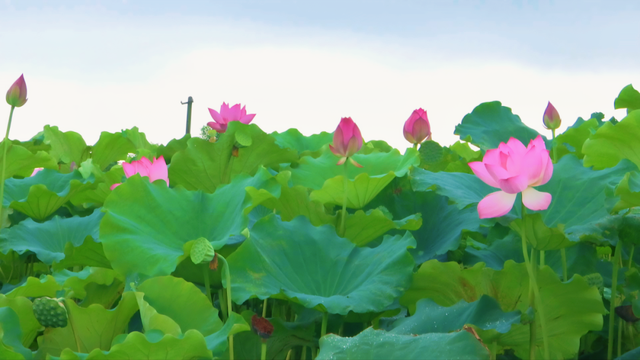 虾稻田里过暑假 来黄陂解锁夏日新玩法