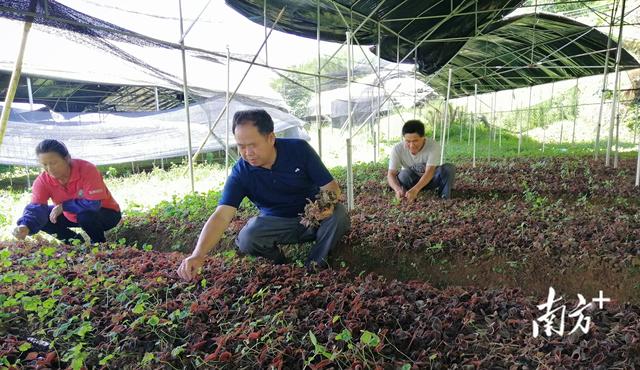 碧道画廊种“金草”，封开六旬老农成金线莲种植能手