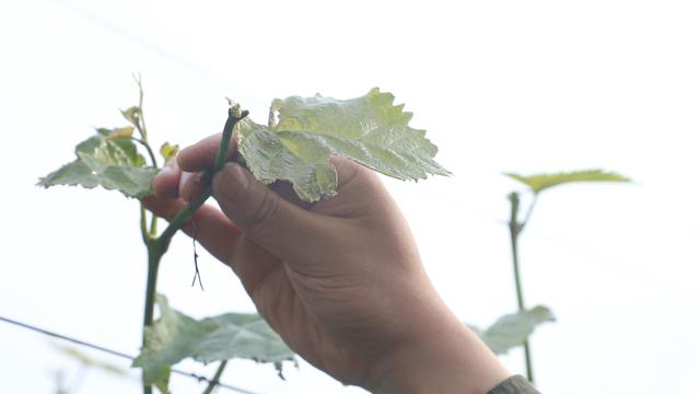 红提种植尤其需要注意是这一条，否则，赔大了