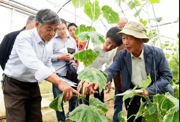 美国金瓜夏秋吊蔓栽培技术