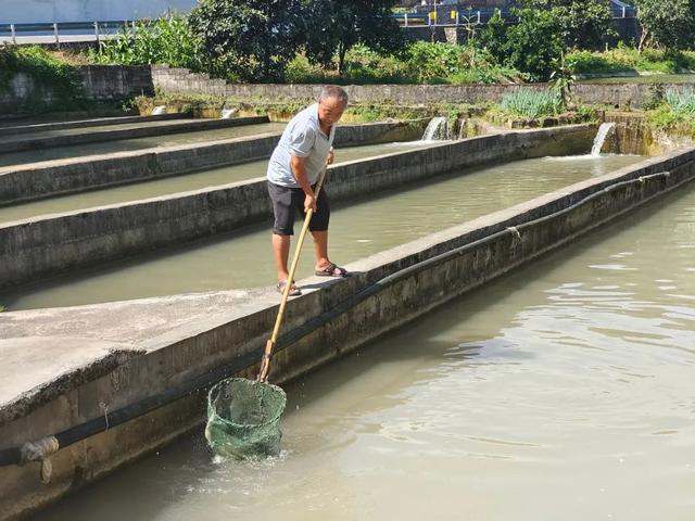 “鲟”出“水中”致富路，看桐梓特色鲟鱼养殖