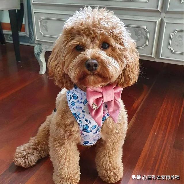 泰迪犬价格揭秘：了解这个受欢迎犬种的价格范围