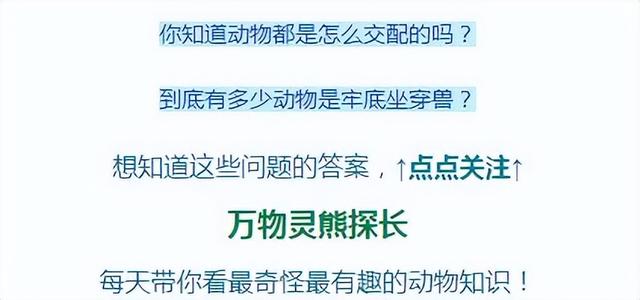 美国鸭嘴鱼已入侵长江？它和白鲟长得很像，会取代灭绝的白鲟吗？