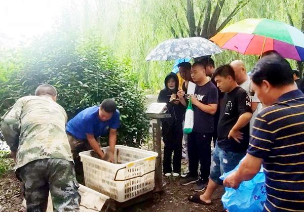 太行山下生态美鲤鱼肥！河南沁阳市西万镇捕捞金秋第一网鲤鱼喜获丰收