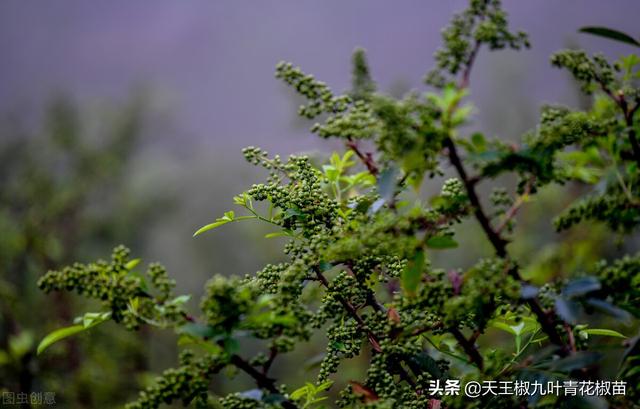 「花椒管理」青花椒适合种植的一个季节？哪时栽才早结果易活呢？