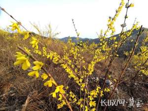 连翘种植时间(河北涉县：连翘花开艳 荒山变“金山”)