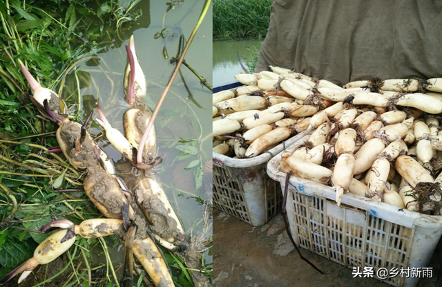 浅水藕收益高，怎么种植才能收获更高产量呢？这些种植细节要牢记