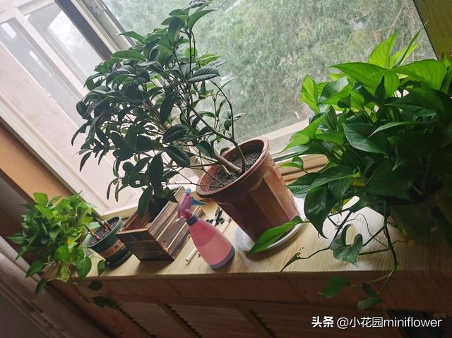 养桂花，学会4招，桂花砰砰爆花满枝头，满屋皆是醉人香