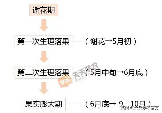 沃柑、砂糖橘5月如何坐果、膨果？做好这几步，产量品质没问题！