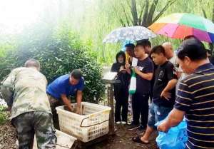 河南食用鲤鱼养殖基地(太行山下生态美鲤鱼肥河南沁阳市西万镇捕捞金秋第一网鲤鱼喜获丰收)