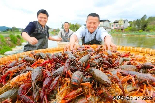 新手养殖小龙虾，选择这样的经营模式，成功概率会很高