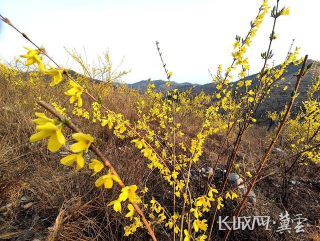 河北涉县：连翘花开艳 荒山变“金山”