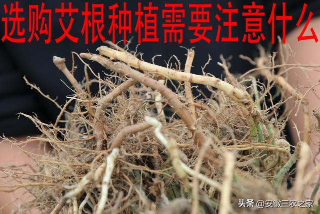 每亩投资600元，收益10年，艾草种植到底怎样，又该如何种植呢？