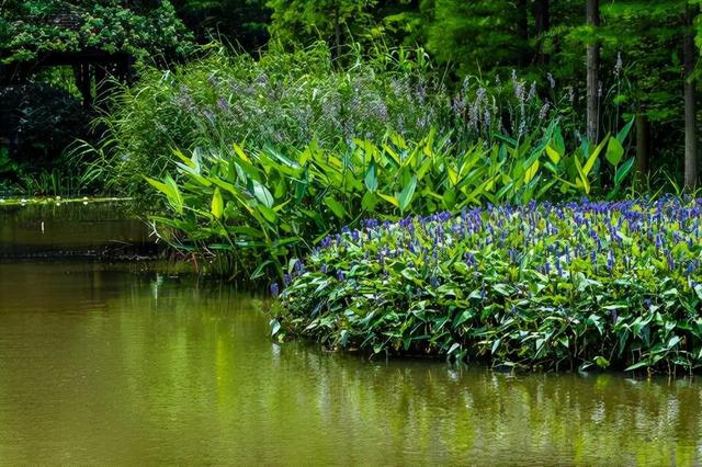 庭院设计师精心总结的15种适合庭院水池栽种的水生植物，建议收藏