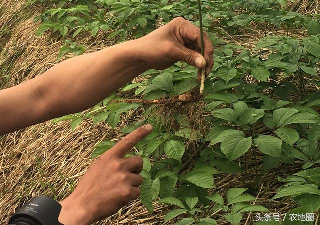 20年养参人，告诉你不为人知的养参秘籍（技术篇）