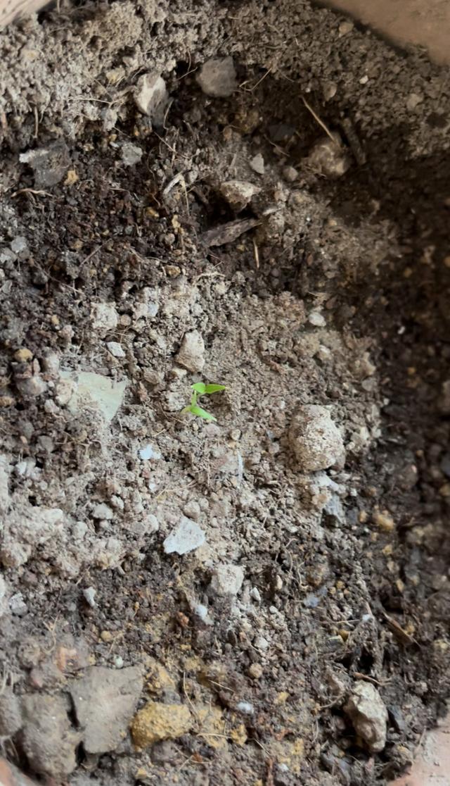 96年的我，没有农作物种植常识，把生存的本领忘了