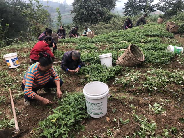 半夏 药材种植 农业创业好项目？ 锋哥告诉你实情