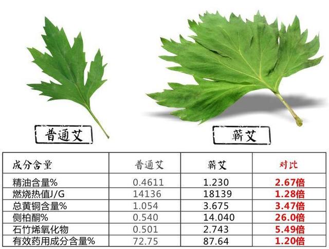 你老家有地丢荒了实在不愿意种，不妨考虑一下这种植物