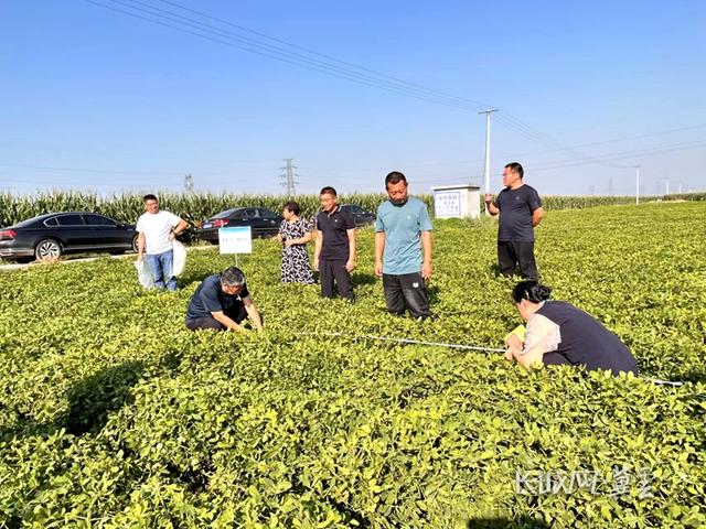 河北省农林科学院：小花生结出致富“金豆豆”