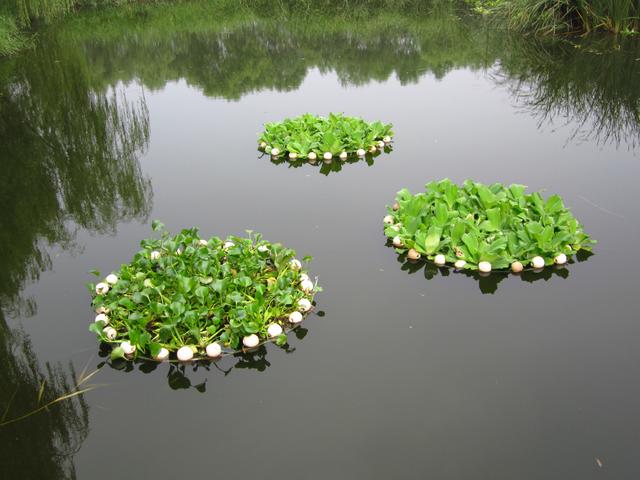 庭院设计师精心总结的15种适合庭院水池栽种的水生植物，建议收藏