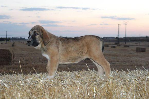 西班牙獒小犬