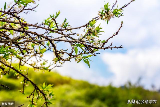 梅花种植技术，平时的养护技巧，这里告诉你