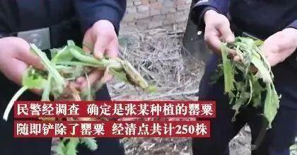 做菜放罂粟真能提鲜吗？村民为“尝鲜”种植罂粟终尝苦果