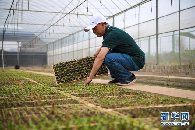 云南昆明：高原特色蔬菜育种忙