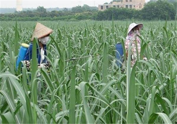 甘蔗种植技术，这几点掌握好蔗田优质又高产，老农都是这样做的