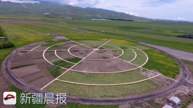 昭苏县农民种植药材开启致富路