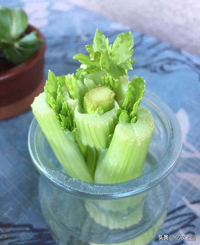 家里水培蔬菜怎么种植？