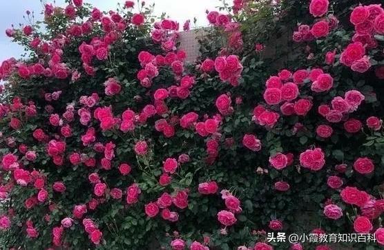 花中皇后月季花