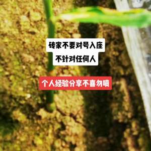 子姜种植视频(生姜种植小经验分享)